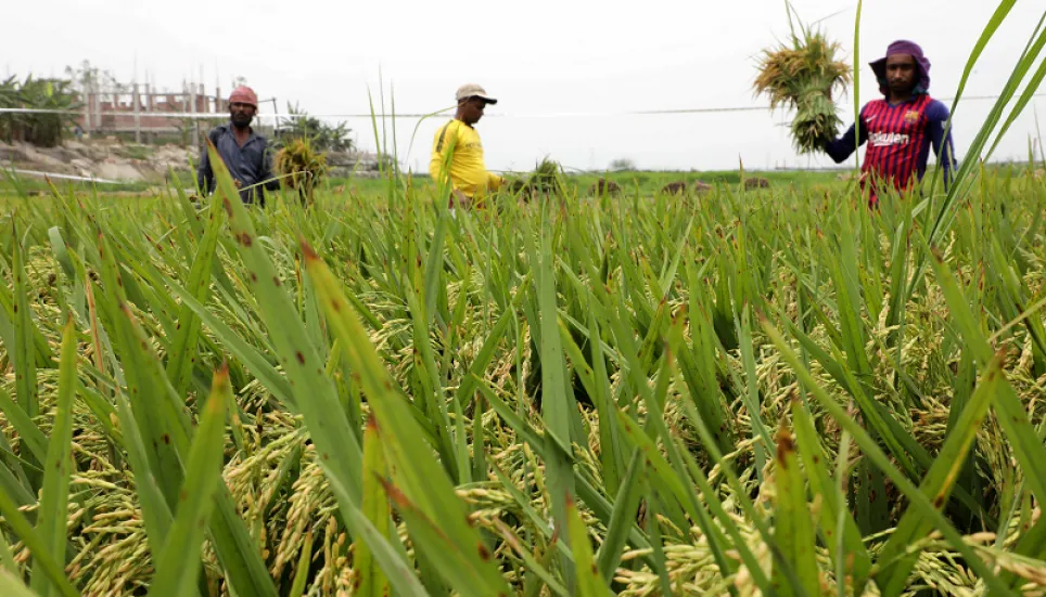 Boro farmers find govt’s prices inadequate 
