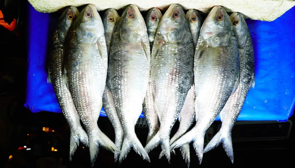 Hilsa to be tastier this year as lockdown cleans up rivers: Expert