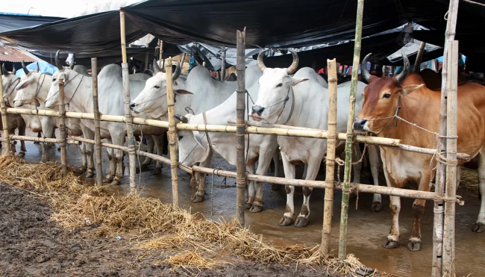 1.65 lakh surplus sacrificial animals in Rajshahi region