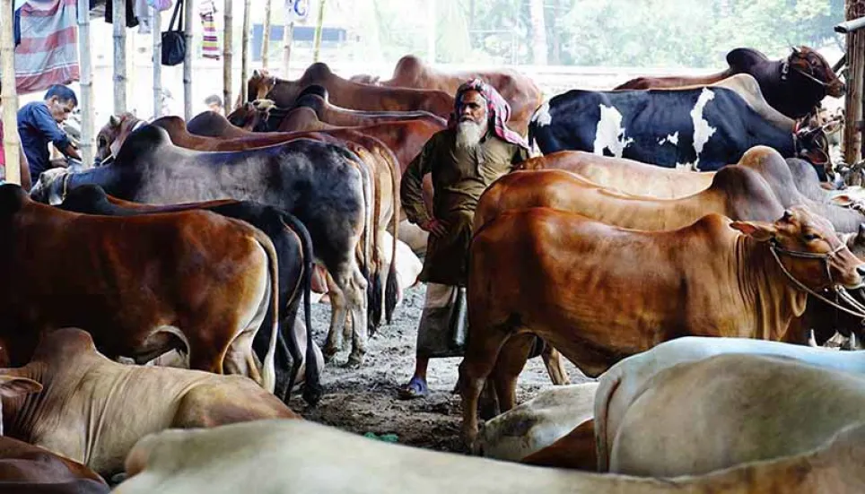 Avoid artificially fattened cattle during Eid, experts warn