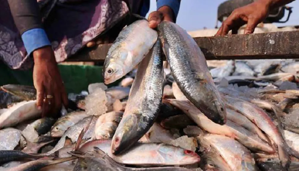 22-day ban on hilsa fishing begins Thursday