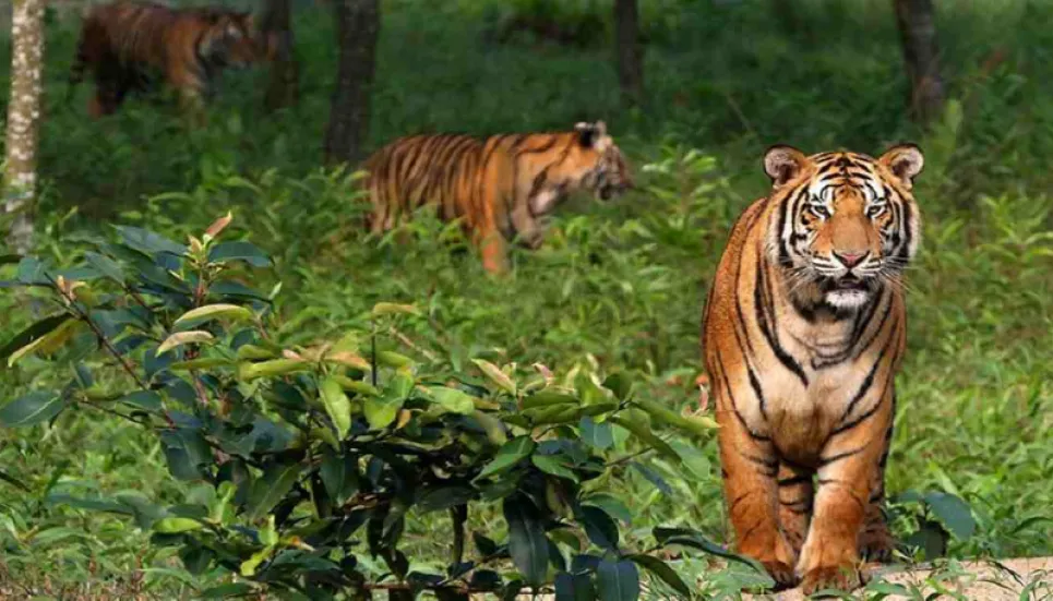 Tourism suspended in Sundarbans till Apr 15