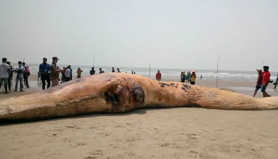 Another dead whale washes ashore in Cox's Bazar