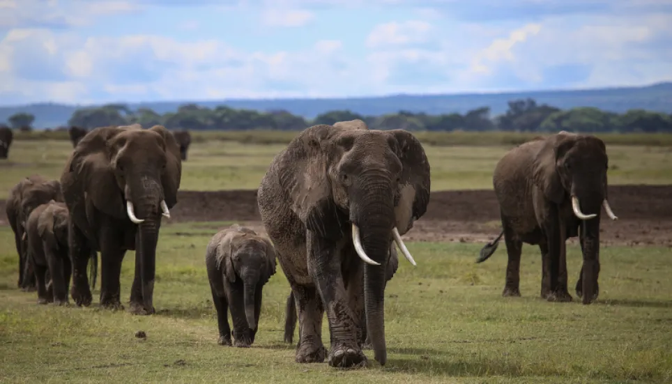 Elephant calf found dead in Rangunia tea garden