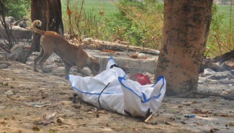 Dog nibbles at Covid-19 victim’s body in India's Ghaziabad