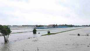 Bagerhat’s ‘White Gold' industry dwindles due to non-stop rain