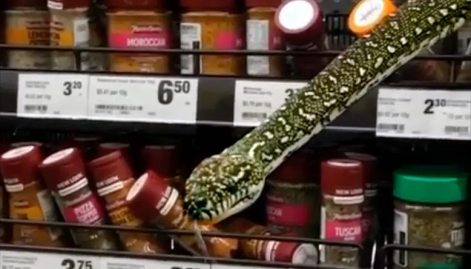 Snake slithers out of spice shelves at Sydney supermarket