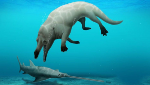 New species of ancient four-legged whale discovered in Egypt