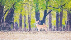 Sundarbans set to reopen for tourists on Sep 1