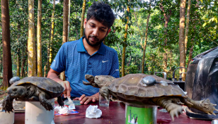 Critically endangered tortoises released into wild in Bangladesh