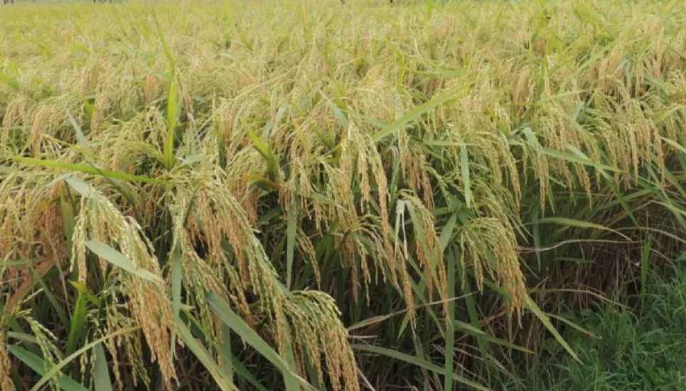 Bangladeshi scientists unveil full genome sequence of salinity, flood tolerant rice