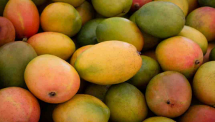 Call to apply modern techniques to boost mango production