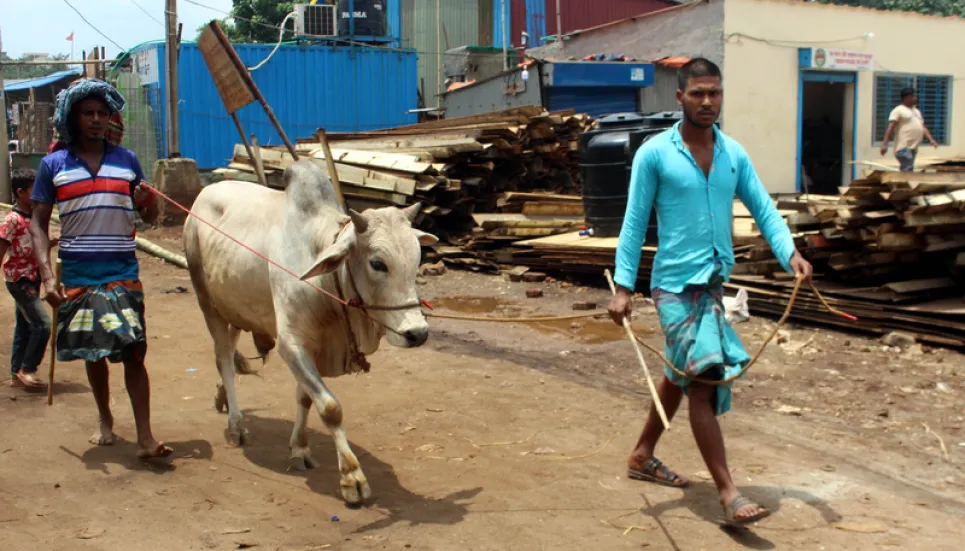 Cattle traders begin to arrive in Dhaka with sacrificial animals