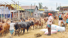 Cattle farming offers new opportunities ahead of Eid