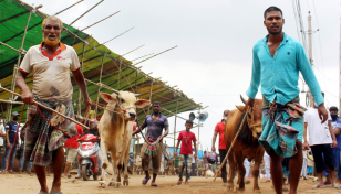 Dhaka’s cattle markets getting lively, buyers yet to follow