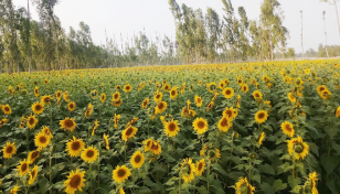 Sunflower production shoots up as demand grows steadily