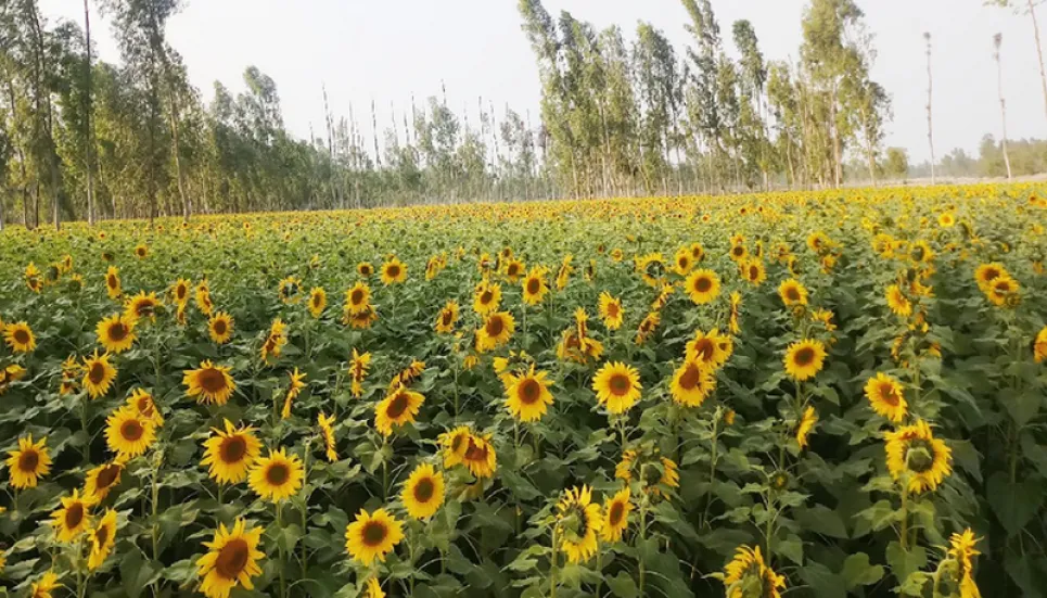 Sunflower production shoots up as demand grows steadily