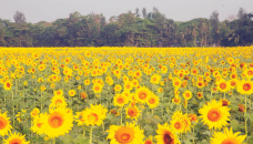 Sunflower production shoots up as demand grows steadily