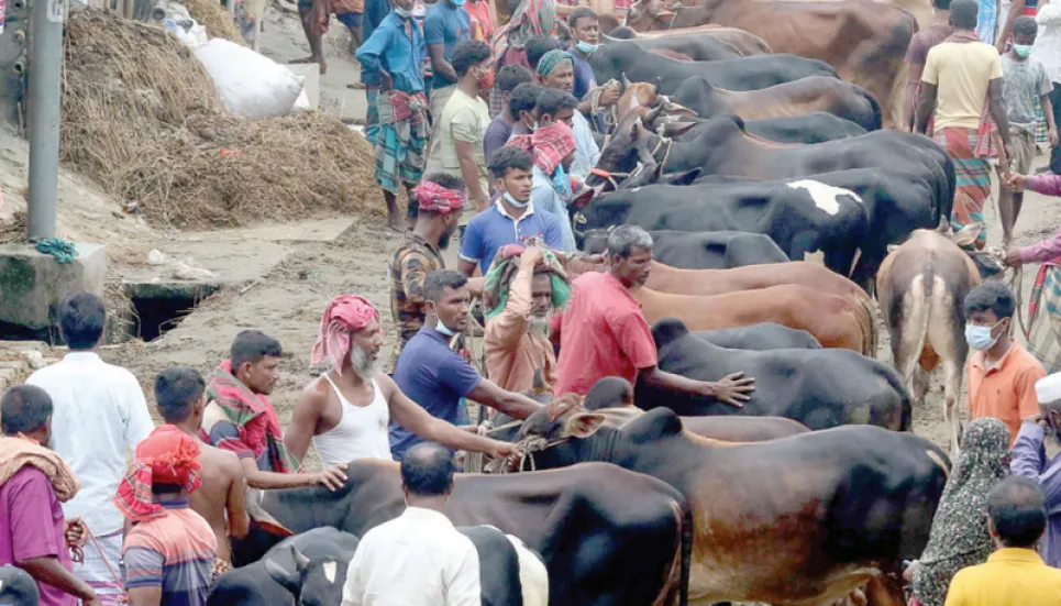 Cattle sales yet to pick up in Dhaka