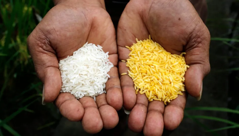 Philippines approves GMO 'golden rice' for commercial production