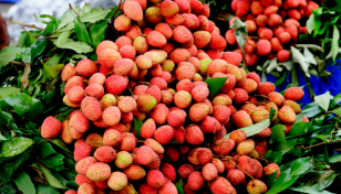 Rangpur region sees buoyant litchi business