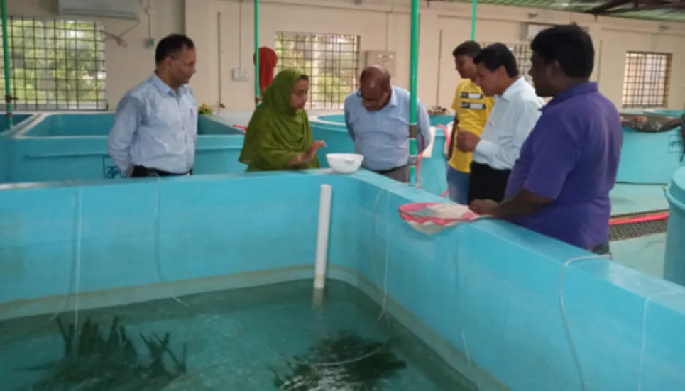 Hatchery creates hope of expanding freshwater shrimp farming in Rajshahi