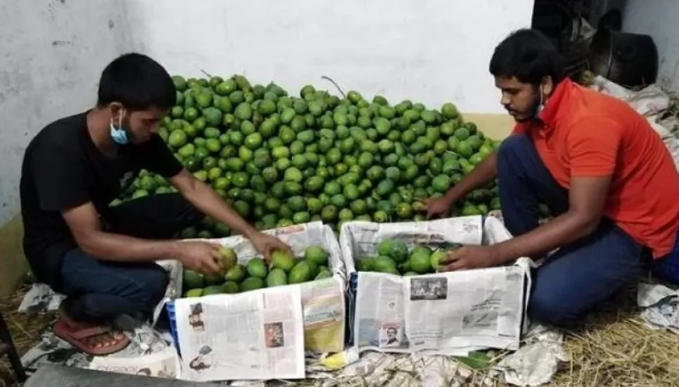 Online mango business gains momentum in Rajshahi 