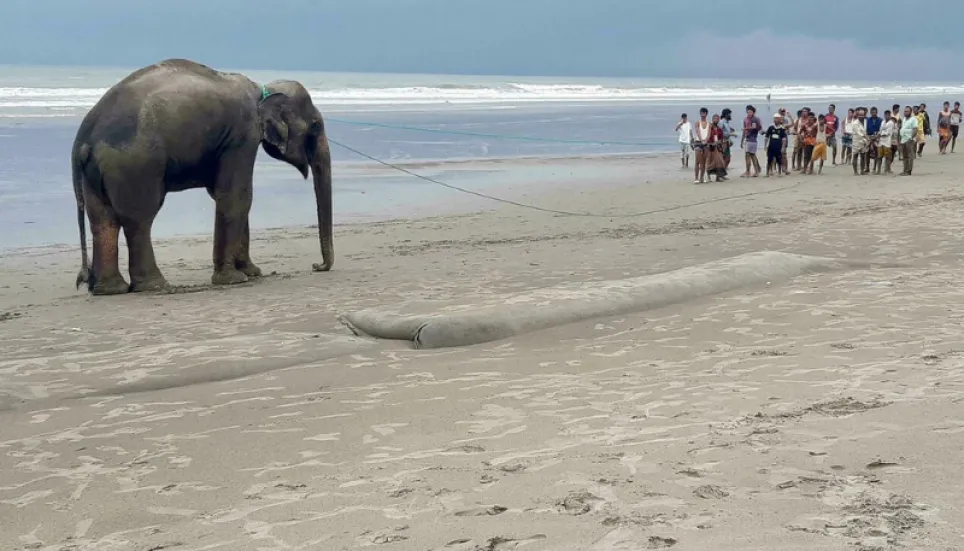 Elephants led to safety after Bangladesh beach ordeal
