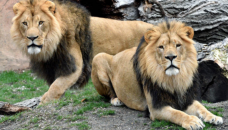 8 Asiatic lions contract Covid-19 in Hyderabad zoo