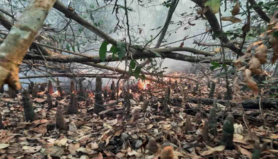 Fire erupts in Sundarbans again