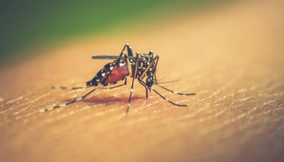 27 areas of Dhaka hotspots for Aedes breeding, survey says