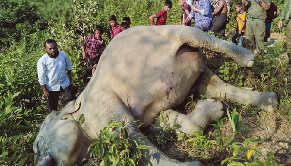 Fears for Bangladesh elephants after spate of killings