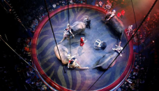 France bans wild animals in circuses 