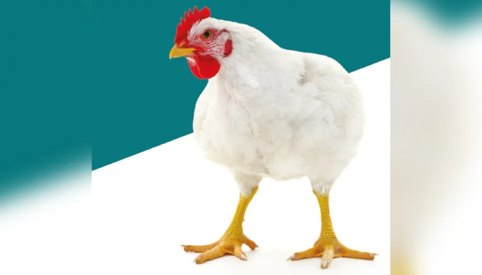 Chicken prices keep falling as supply increases 