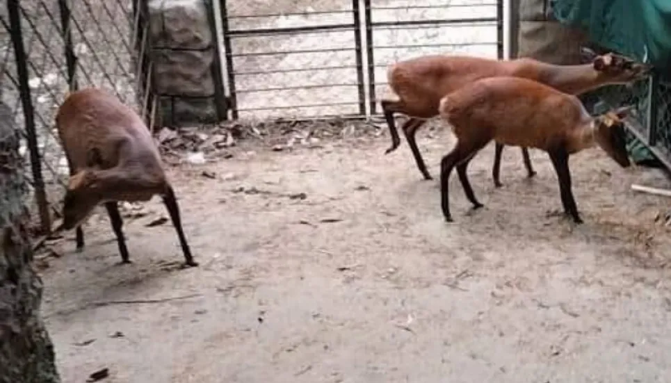 Four deer rescued from Gazipur resort