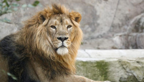 Lions at Zagreb zoo catch Covid from their keeper