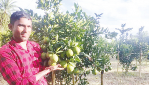 Motorcyclist turned malta grower inspires others 