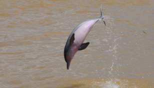 Govt announces reward for information about dolphin killers