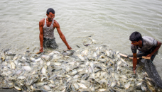 Homestead fish farming generates income in Haor areas 