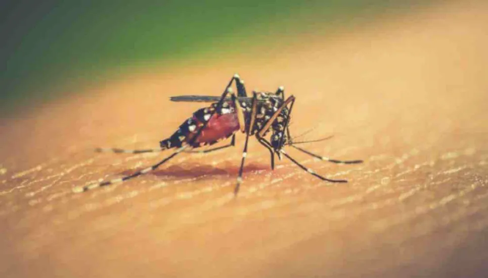 130 more dengue patients hospitalised