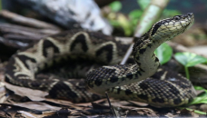 Brazilian viper venom may become tool to fight Covid-19: Study
