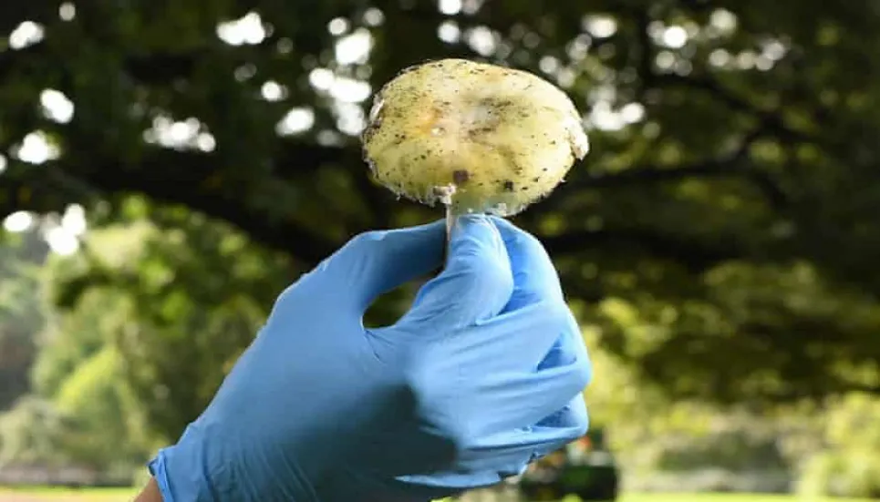 2nd Afghan boy dies of mushroom poisoning in Poland