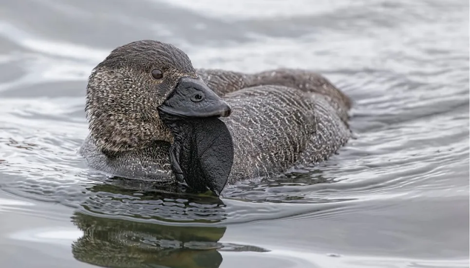 What the 'foo': Australian duck mouths off