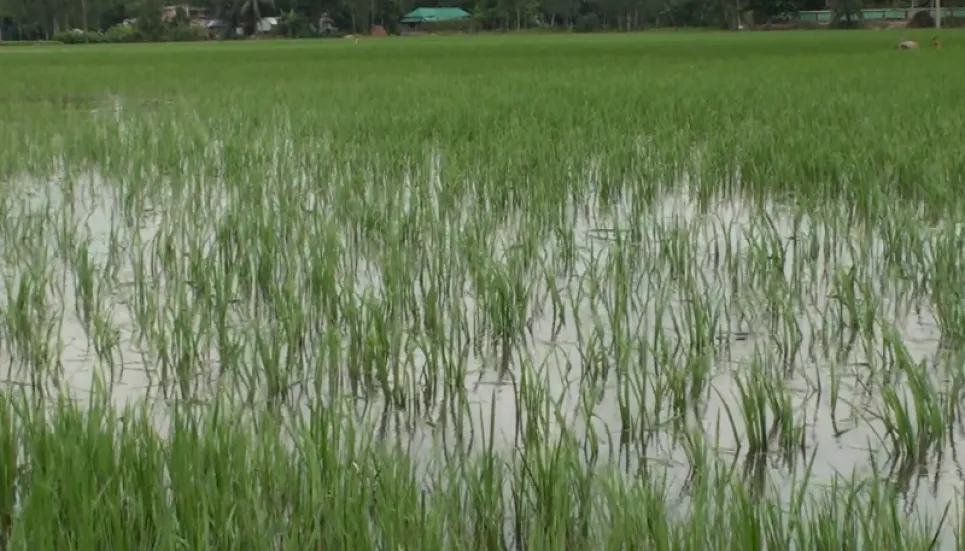 9,000 hectares of Sirajganj cropland flooded