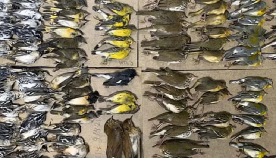 Hundreds of birds crash into New York skyscrapers, most die