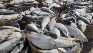 23 tonnes of Hilsa sent to India for Durga Puja