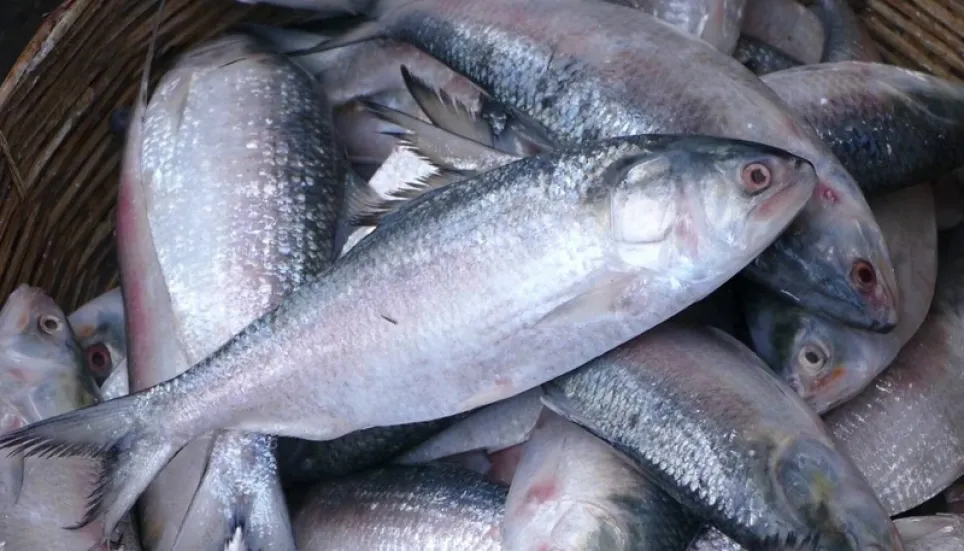 Bangladesh allows more 2,520 tonnes of hilsa export to India