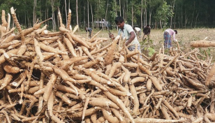 Cassava turning into a cash crop for Cumilla farmers