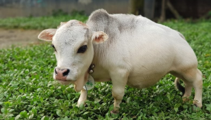 Rani becomes Guinness World Record’s ‘shortest cow ever’