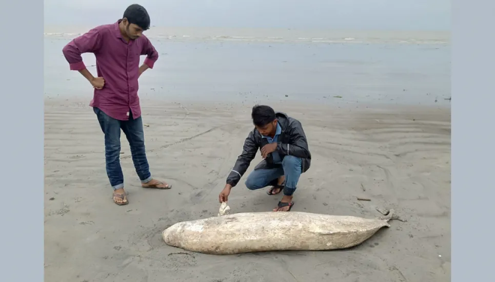 Dead Dolphin found on Kuakata beach again